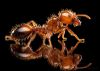 fire_ant-2_edit.jpg
